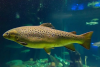 J&K gets Rs 154.57 cr fisheries projects under PMMSY