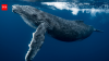 Nearly 300 humpback whales gathered off South Africa; decades after hunting reduced their numbers below 10,000, the population has crossed 100,000