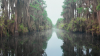 Okefenokee National Wildlife Refuge now considered one of the most important natural sites in the world