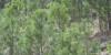 Black Hills National Forest seeks public input on proposed rare earth mine near Sundance
