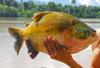Fishers fight for solutions as Brazil lists tambaqui as threatened