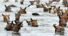 Chincoteague to celebrate its 101st annual pony swim