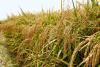 Rice Field Day offers latest guidance for Arkansas, Mid-South growers