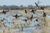 Declining rice acres threaten critical bird habitat, researchers say