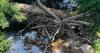 Atlanta watershed management responsible for South River fish kill, state says
