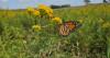 Environmental groups to clear out invasive shrubs in Nerstrand prairie