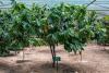 Oman’s Qairoon Hairiti Farm succeeds in cultivating cocoa after decade of research
