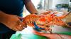 Lobster mini-season starts tomorrow in Florida. How much is a permit?