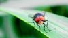 Is Arizona prepared for a possible return of New World screwworm? Here’s what to know