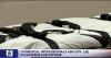 Dozens of medical professionals join call for Tenn. to halt executions until improvements are made