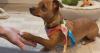 Denver pet owner shares scary experience after dog struck by e-bike on sidewalk