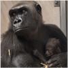 Detroit Zoo’s newest baby gorilla needs a name