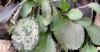 JoAnne Russo to uncover hidden patterns in Putney forest