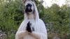 Catholic shrine vandalised as statues defaced and altar set on fire in Bosnia