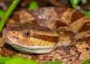 MDWFP shares six snake species in Mississippi that are venomous