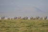 Kenya investigates deaths of 15 elephants in Amboseli National Park
