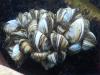 Zebra mussel discovery triggers tougher watercraft rules