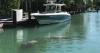 Florida manatees could face greater risk under ESA rollback
