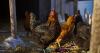 Maine seeing 'unusually high' number of salmonella infections linked to backyard poultry