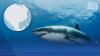 Shark attack tracker: Where bites have happened in the US this year