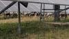 Solar companies use livestock from Maine farms for land management