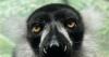 2 black-and-white ruffed lemurs come to Zoo Atlanta's Living Treehouse