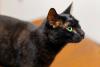 Smoky skies effects on pets; Door County history preserved; and adopters needed for working cats