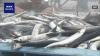 Volume of Pacific saury reaching Japan's Pacific coasts likely to drop sharply