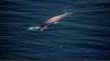 Ukraine Increases Port Security as it Monitors Bulker That Sank Near Odesa