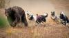 Meet Badger and Banjo: NDOW’s trained dogs help keep Nevada’s black bears wild