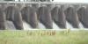 Coast leaders push Congress to protect Mississippi Sound from Bonnet Carré Spillway openings