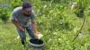 Modern fruit farming transforms expat's life, inspires young people in Madaripur 
