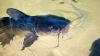 A cancer that can jump between fish? Yes, really