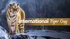Saving tigers means saving ecosystems