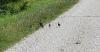 Iowa pheasant survey starts August 1 after record 2025 season