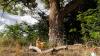 Activists defend century-old tree standing in way of Trump’s border wall