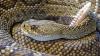 Rattlesnake Attack Viral Video: California Woman Rushed to Hospital After Venomous Snake Strikes While Gardening
