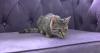New Altamonte Springs cat café Fables & Fur blends books, coffee and adoptions