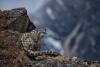 The secret lives of big cats: Q&A with WWF-Canada’s Rinjan Shrestha