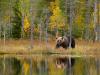 Can't Attend Fat Bear Week? 6 Other Places to See Chunky Bears at Their Best.