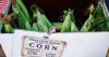 Black farmers in South Memphis grow solutions to improve food access