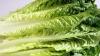 Cyclospora cases continue to increase in North Carolina