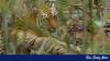 Ecology, not politics, determines whether tigers survive