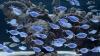 U.S. Aquariums and Universities Collaborate on Transformative Aquaculture of Marine Fish
