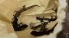 Nicholas Thomas Havet: New South Wales man fined over attempt to smuggle lizards out of WA