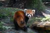 Red pandas from Shanghai make debut at Taipei Zoo