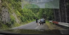Video shows tourist unaware of bear approaching from behind on Romania's Transfăgărășan