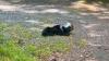 New Hampshire officer sees chance, grabs bear cub, frees plastic jug from its head