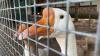 Brazil outlaws foie gras sales and production, ending imports from France