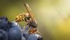Yellow-legged hornet seen in Washington State as experts warn it's bigger threat than giant hornet